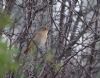 Redstart at West Canvey Marsh (RSPB) (Vince Kinsler) (96022 bytes)