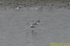 Black Tern at Bowers Marsh (RSPB) (Richard Howard) (54069 bytes)