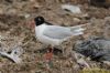 Mediterranean Gull at Private site with no public access (Richard Howard) (125673 bytes)