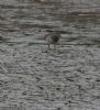 Pectoral Sandpiper at Lower Raypits (Jeff Delve) (130393 bytes)