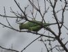 Ring-necked Parakeet at Canewdon (Jeff Delve) (58084 bytes)