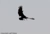 Glossy Ibis at Vange Marsh (RSPB) (Jeff Delve) (24670 bytes)