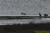 Spoonbill at Wallasea Island (RSPB) (Richard Howard) (92698 bytes)