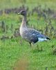 Pink-footed Goose at Bowers Marsh (RSPB) (Graham Oakes) (101845 bytes)