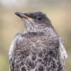 Ring Ouzel at Gunners Park (Andrew Armstrong) (108103 bytes)