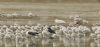 Herring Gull at Bowers Marsh (RSPB) (Steve Arlow) (57777 bytes)