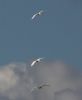 Great White Egret at Bowers Marsh (RSPB) (Tim Bourne) (22753 bytes)