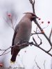 Waxwing at Pitsea (Jeff Delve) (47388 bytes)