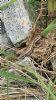 Common Lizard at South Fambridge (Paul Baker) (148938 bytes)