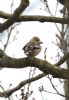 Hawfinch at West Wood (Steve Arlow) (46424 bytes)