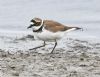 Little Ringed Plover at West Canvey Marsh (RSPB) (Graham Oakes) (68273 bytes)