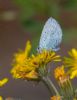 Holly Blue at Canvey Wick (Jeff Delve) (46255 bytes)