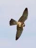 Red-footed Falcon at Vange Marsh (RSPB) (Tim Bourne) (25832 bytes)