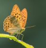 Silver-washed Fritillary at Belfairs N.R. (Andrew Armstrong) (56687 bytes)