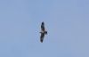 Osprey at Wallasea Island (RSPB) (Andrew Armstrong) (10655 bytes)