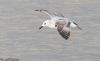 Caspian Gull at Hullbridge (Jeff Delve) (38551 bytes)