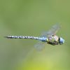Southern Migrant Hawker at Gunners Park (Andrew Armstrong) (33388 bytes)