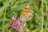 Wall Brown at West Canvey Marsh (RSPB) (Richard Howard) (63763 bytes)
