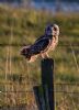 Short-eared Owl at Lower Raypits (Jeff Delve) (65914 bytes)