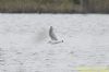 Little Gull at Bowers Marsh (RSPB) (Richard Howard) (53313 bytes)