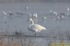 Bewick's Swan at Vange Marsh (RSPB) (Richard Howard) (48691 bytes)