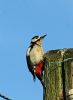 Great Spotted Woodpecker at Private site with no public access (Vince Kinsler) (72412 bytes)