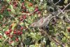 Barred Warbler at Gunners Park (Mike Bailey) (102481 bytes)