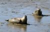 Common Seal at Wallasea Island (RSPB) (Vince Kinsler) (84190 bytes)