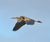 Purple Heron at Bowers Marsh (RSPB) (Graham Oakes) (23444 bytes)