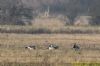 Barnacle Goose at Bowers Marsh (RSPB) (Richard Howard) (70021 bytes)