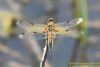 Four-spotted Chaser at Bowers Marsh (RSPB) (Richard Howard) (46571 bytes)