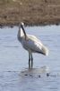 Spoonbill at West Canvey Marsh (RSPB) (Matt Bruty) (48893 bytes)