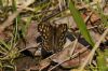 Speckled Wood at Canvey Wick (Richard Howard) (140780 bytes)