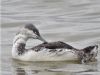 Red-throated Diver at Canvey Point (Terry Blackwell) (55819 bytes)