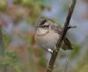 Sedge Warbler at Gunners Park (Andrew Armstrong) (43876 bytes)