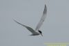 Common Tern at Canvey Point (Richard Howard) (38726 bytes)
