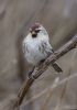 Mealy Redpoll at Wallasea Island (RSPB) (Tim Bourne) (38330 bytes)