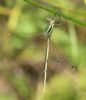 Southern Emerald Damselfly at Gunners Park (Andrew Armstrong) (48257 bytes)