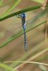 Southern Migrant Hawker at Canvey Wick (Tim Bourne) (42334 bytes)