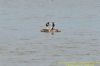 Great Crested Grebe at West Canvey Marsh (RSPB) (Richard Howard) (75391 bytes)