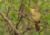 Grasshopper Warbler at Two Tree Island (Steve Arlow) (92565 bytes)