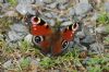 Peacock Butterfly at Bowers Marsh (RSPB) (Richard Howard) (96424 bytes)