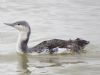 Red-throated Diver at Canvey Point (Terry Blackwell) (55402 bytes)