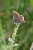 Brown Argus at Canvey Wick (Mike Bailey) (45911 bytes)