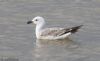 Caspian Gull at Hullbridge (Jeff Delve) (46593 bytes)