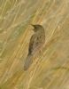 Grasshopper Warbler at Bowers Marsh (RSPB) (Graham Ryland) (59342 bytes)