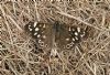 Speckled Wood at South Fambridge (Paul Baker) (163981 bytes)