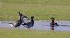 Red-breasted Goose at Fleet Head (Vince Kinsler) (46037 bytes)