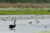 Black Swan at Bowers Marsh (RSPB) (Richard Howard) (110304 bytes)