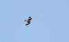 Red Kite at Rochford (Steve Arlow) (129462 bytes)